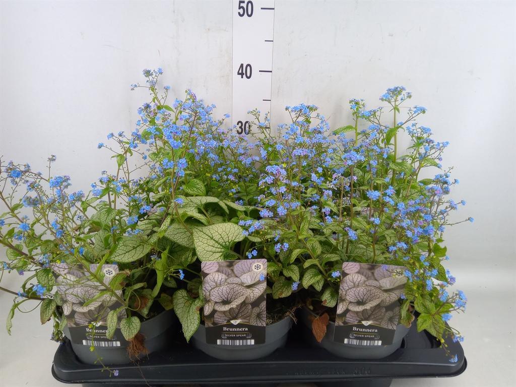 Горшечные цветы и растения оптом Brunnera Macrophylla   ... от 6шт из Голландии с доставкой по России