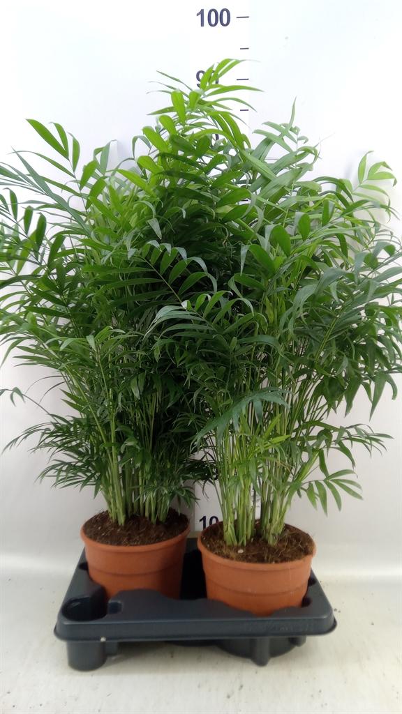 Горшечные цветы и растения оптом Chamaedorea Elegans от 2шт из Голландии с доставкой по России