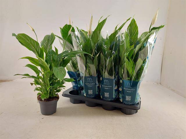 Горшечные цветы и растения оптом Spath Strauss от 8шт из Голландии с доставкой по России