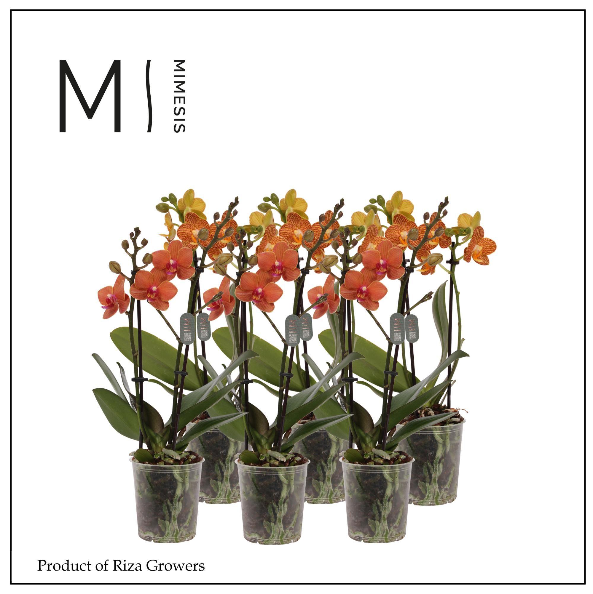 Горшечные цветы и растения оптом Phal 2st Orange 16+ (mimesis) от 12шт (для телеги) из Голландии с доставкой по России