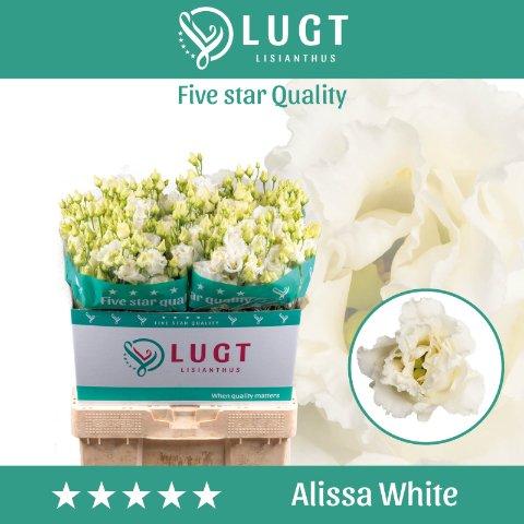 Срезанные цветы оптом Lisianthus do alissa white A от 140шт из Голландии с доставкой по России