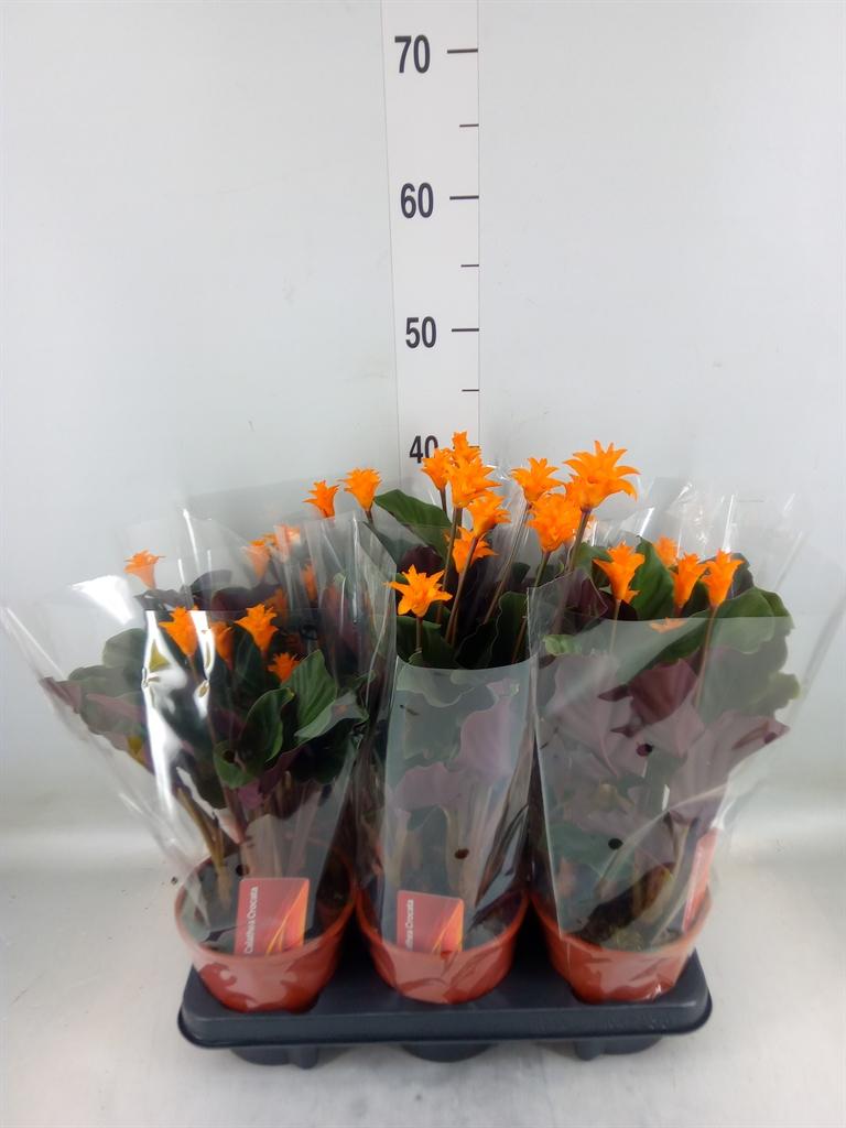 Горшечные цветы и растения оптом Calathea Crocata от 6шт из Голландии с доставкой по России