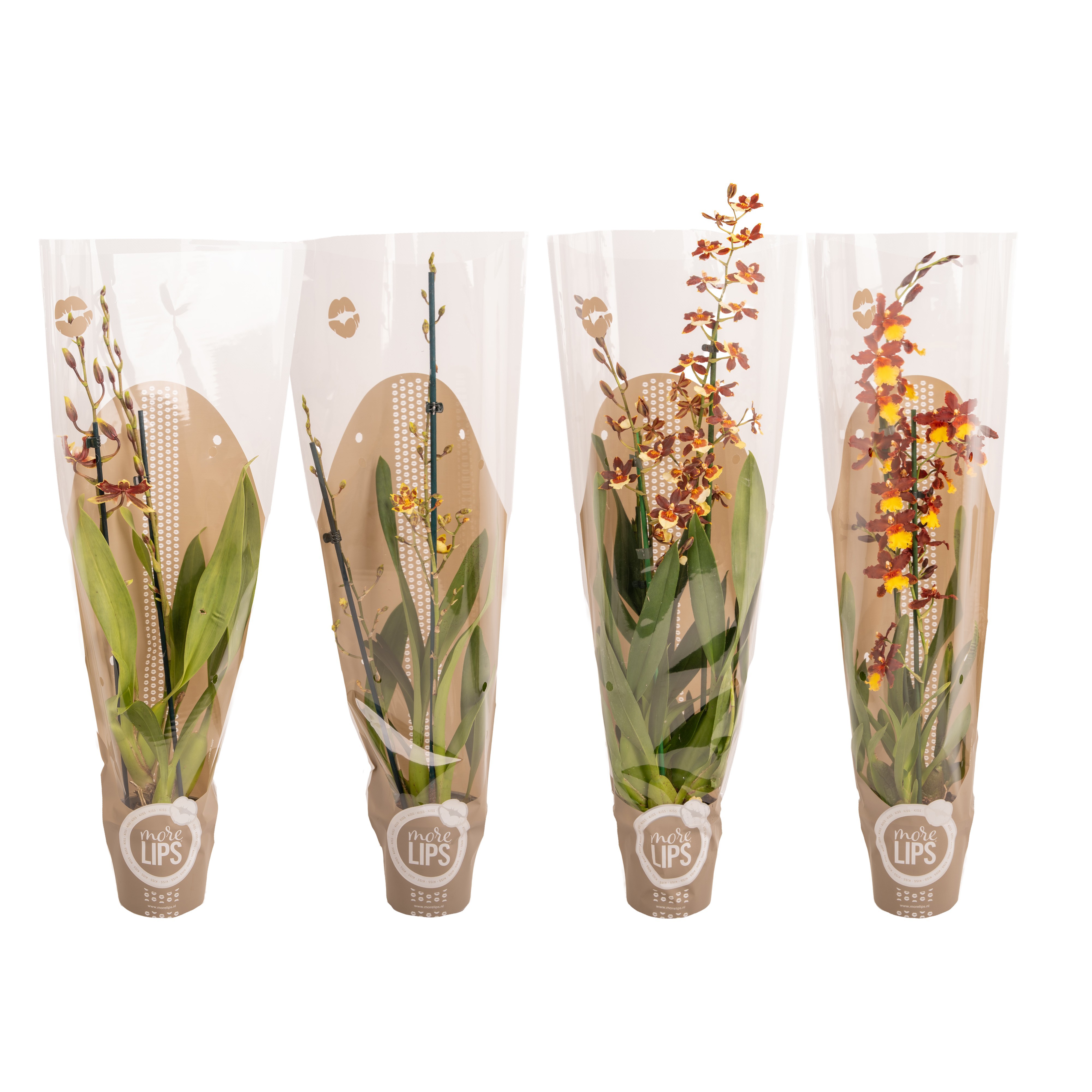 Горшечные цветы и растения оптом Odontoglossum 2st Mix Showsleeve от 6шт из Голландии с доставкой по России