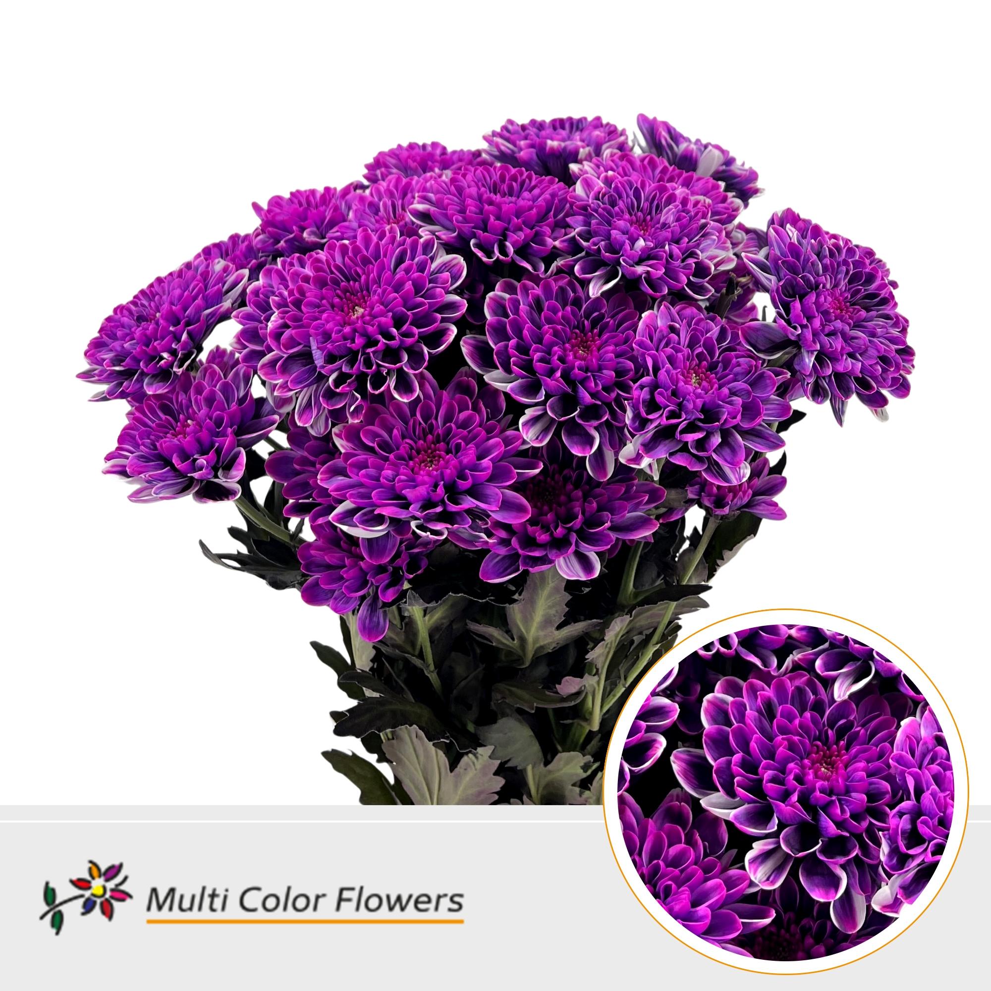 Срезанные цветы оптом Chrys sp paint altaj vice city от 40шт из Голландии с доставкой по России