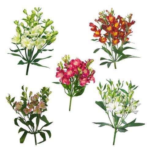 Срезанные цветы оптом Alstroemeria fl charmelia mix от 60шт из Голландии с доставкой по России