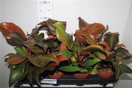 Горшечные цветы и растения оптом Phil Sunlight от 8шт из Голландии с доставкой по России