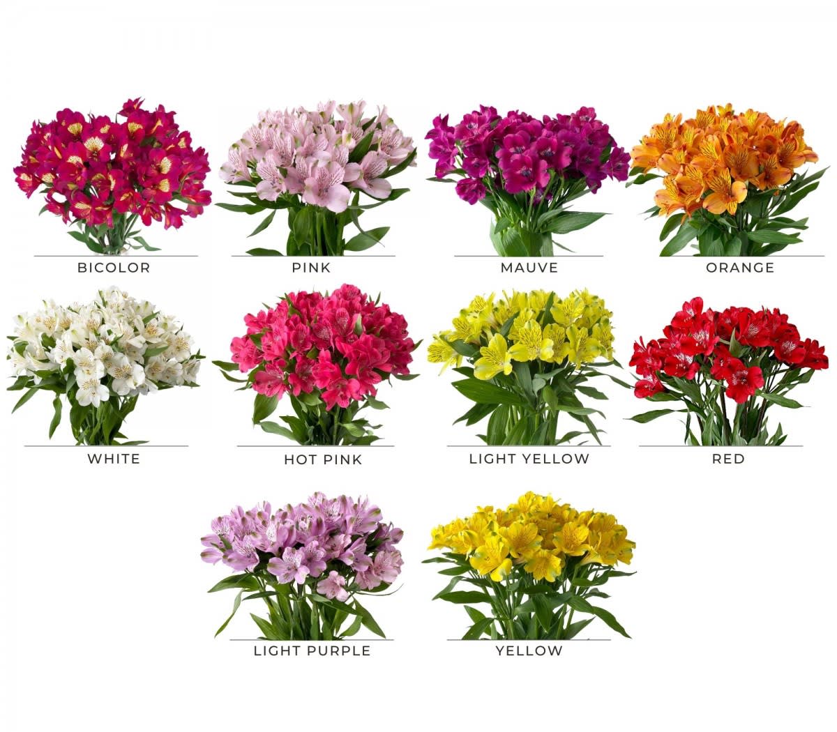 Срезанные цветы оптом Alstroemeria mix in box от 150шт из Голландии с доставкой по России