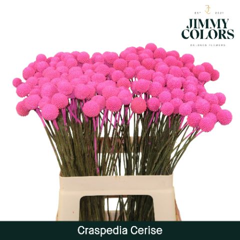 Срезанные цветы оптом Craspedia paint cerise от 200шт из Голландии с доставкой по России