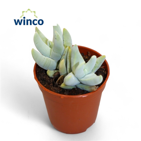 Горшечные цветы и растения оптом Crassula Cornuta от 20шт (для телеги) из Голландии с доставкой по России