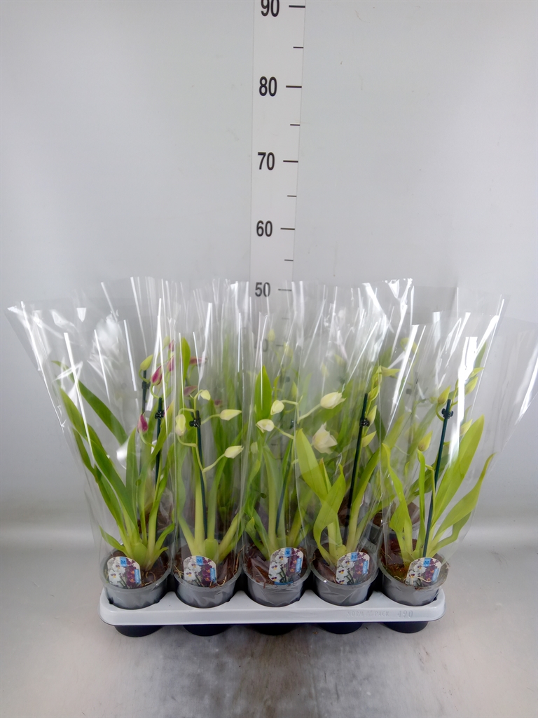 Горшечные цветы и растения оптом Miltoniopsis   ... от 10шт из Голландии с доставкой по России