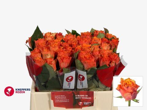 Срезанные цветы оптом Rosa large arancio от 50шт из Голландии с доставкой по России