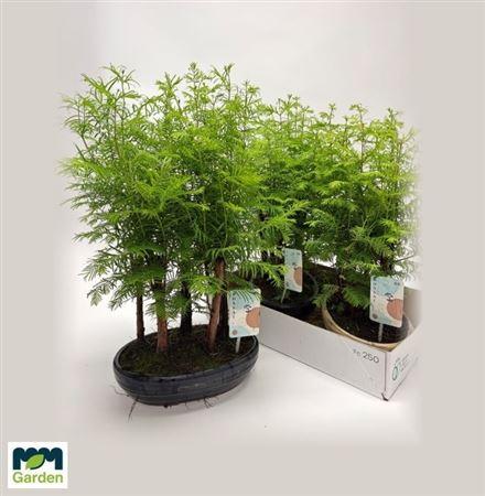 Горшечные цветы и растения оптом Bonsai Bossage Larix Wood Big Size от 2шт из Голландии с доставкой по России