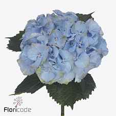 Срезанные цветы оптом Hydrangea royal symphony blue от 10шт из Голландии с доставкой по России