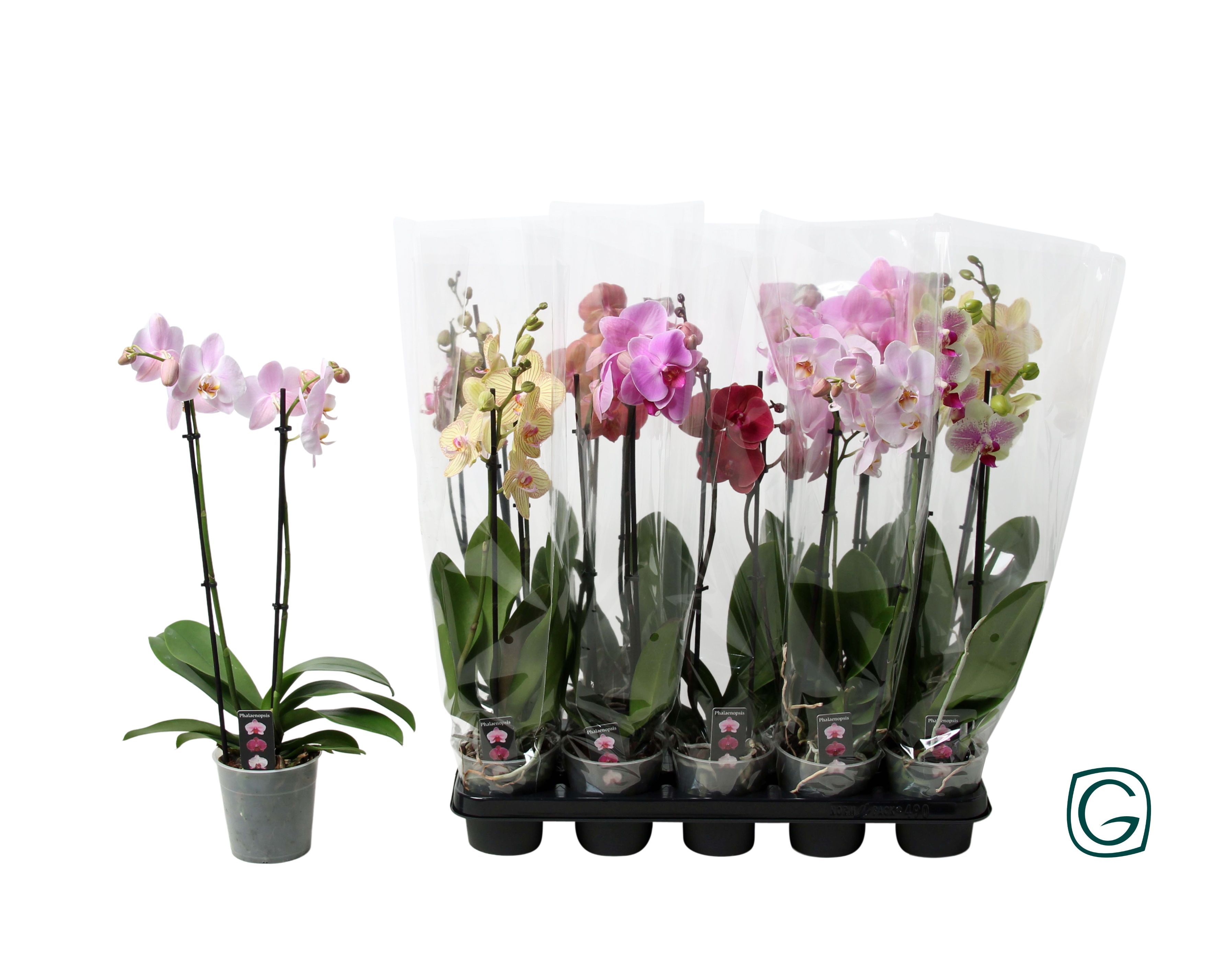 Горшечные цветы и растения оптом Phal Gem 4 Kl от 10шт из Голландии с доставкой по России