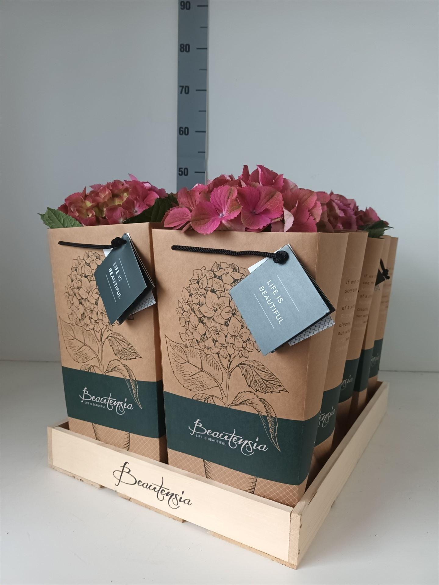 Горшечные цветы и растения оптом Hydrangea Mac.   ... от 6шт из Голландии с доставкой по России