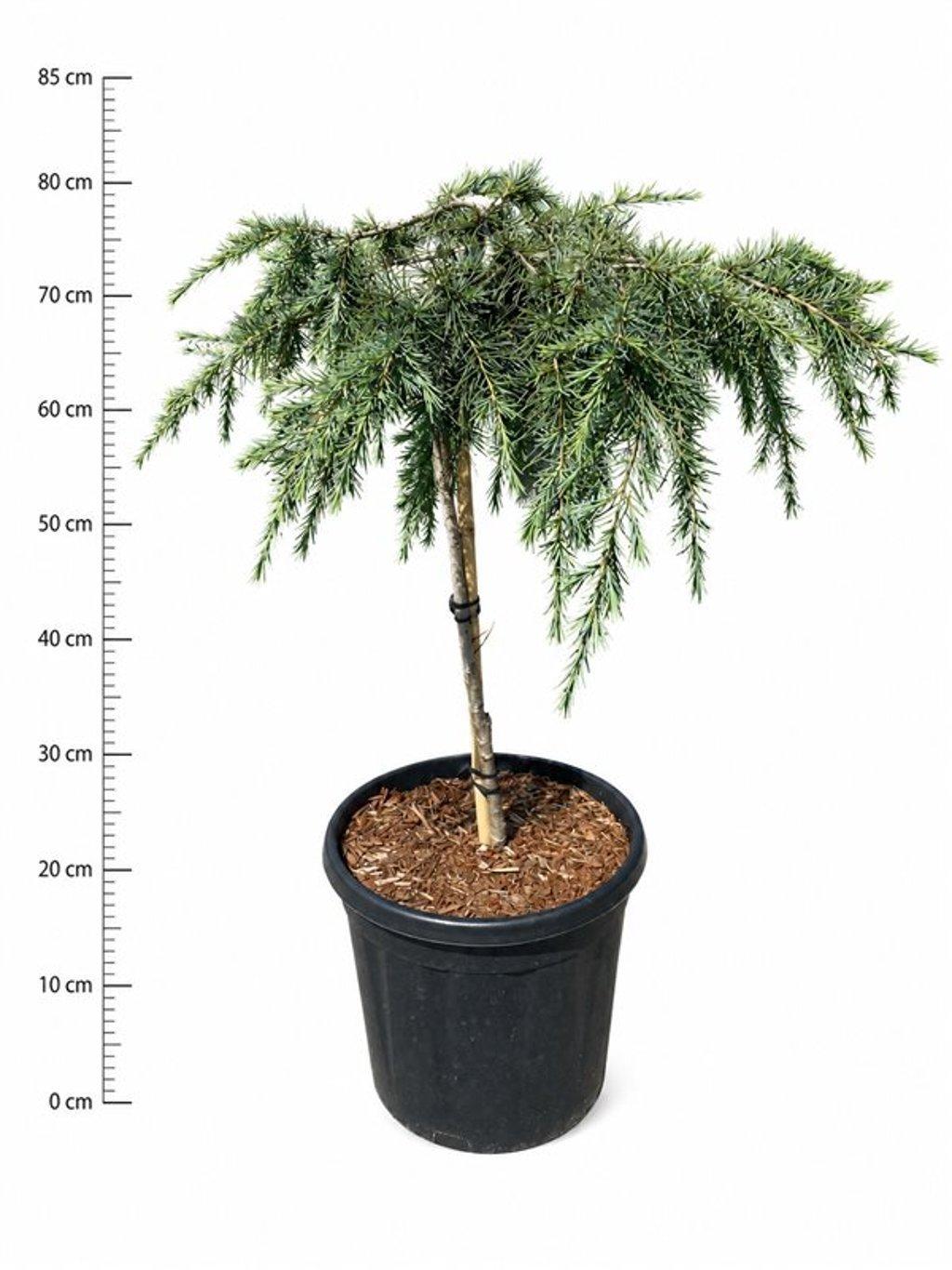 Горшечные цветы и растения оптом Cedrus Deod Feelin Blue On Stem от 1шт из Голландии с доставкой по России