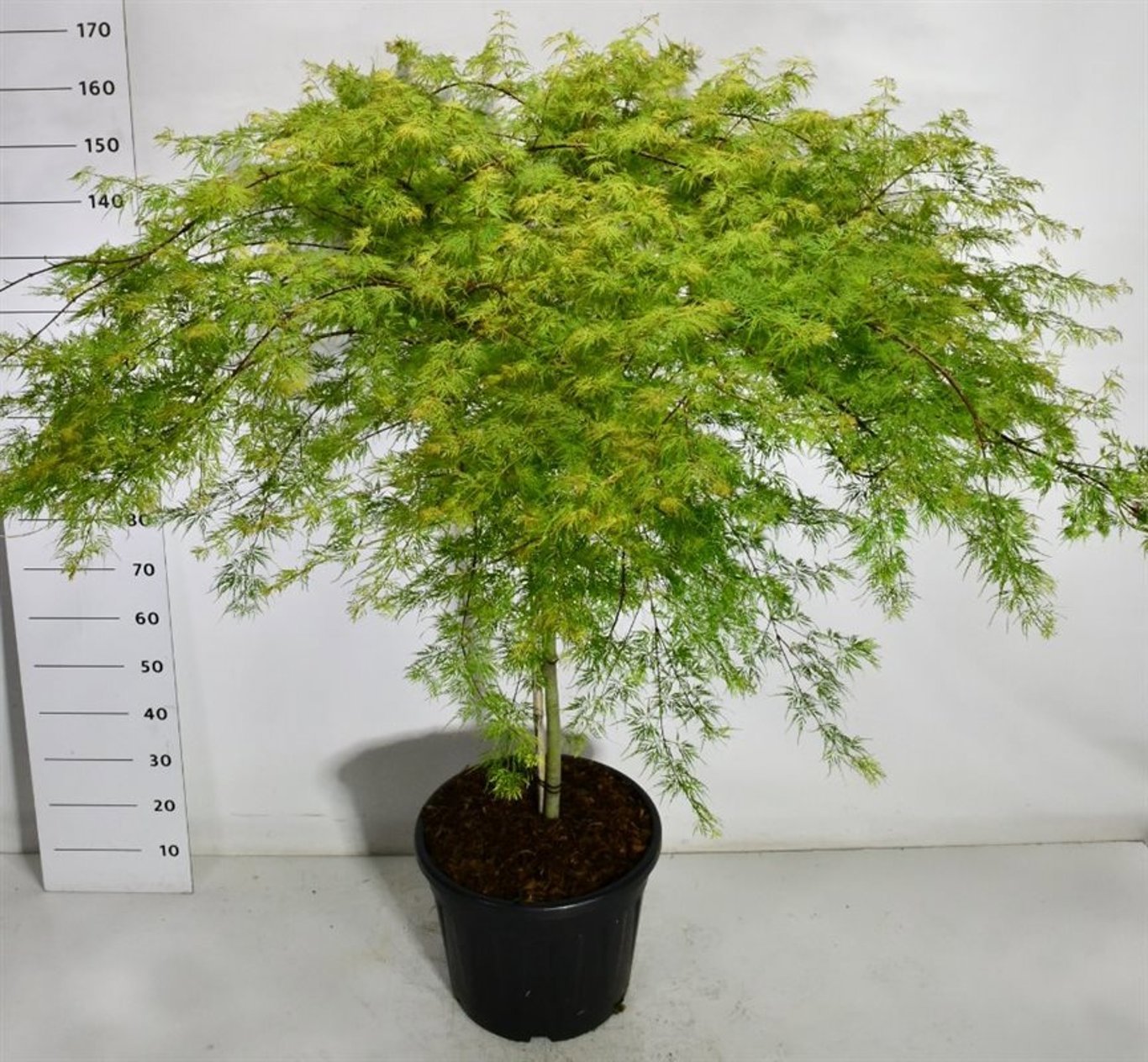 Горшечные цветы и растения оптом Acer Palm Emerald Lace On Stem от 1шт из Голландии с доставкой по России