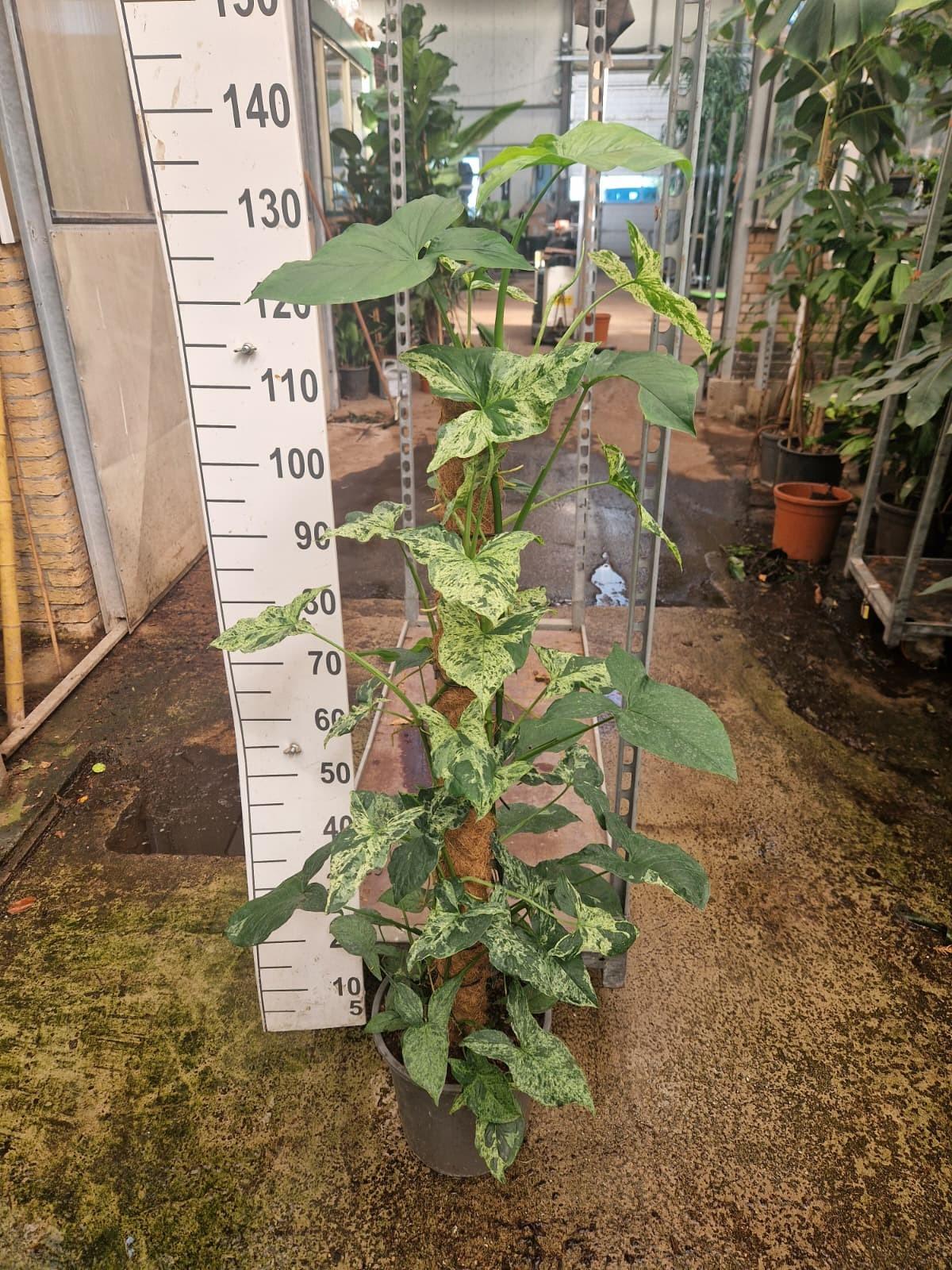 Горшечные цветы и растения оптом Syngonium Mottled Mojito Mosspole от 1шт из Голландии с доставкой по России