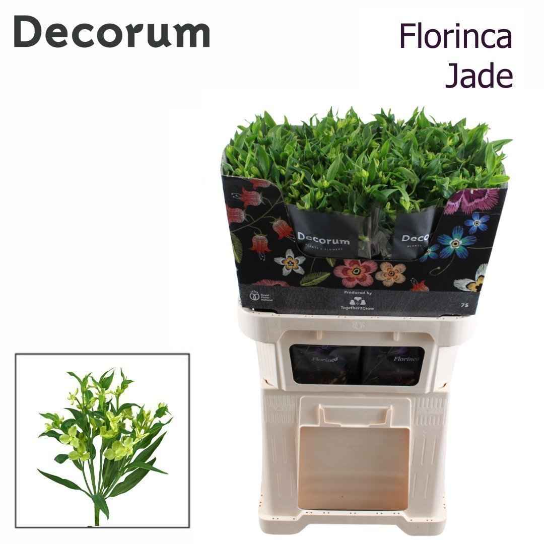 Срезанные цветы оптом Alstroemeria fl jade от 50шт из Голландии с доставкой по России