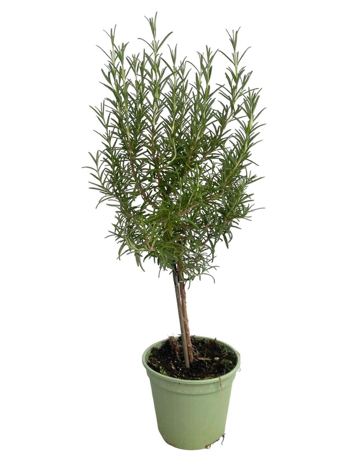 Горшечные цветы и растения оптом Rosmarinus Officinalis On Stem от 8шт из Голландии с доставкой по России