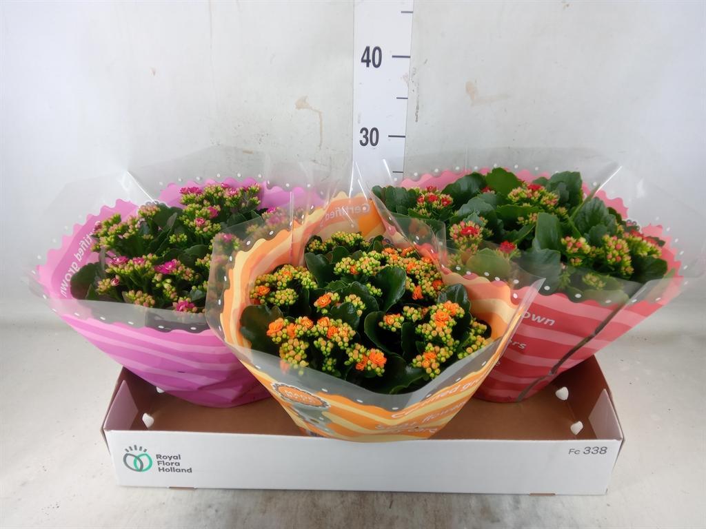 Горшечные цветы и растения оптом Kalanchoe Blos.   ..rosebud Mix  5 от 3шт из Голландии с доставкой по России