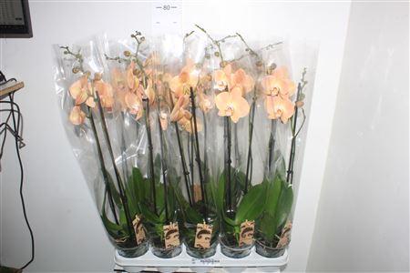 Горшечные цветы и растения оптом Phal Ov Oranje 2 Branches 16+ от 10шт из Голландии с доставкой по России