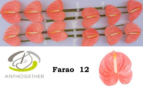 Срезанные цветы оптом Anthurium farao от 12шт из Голландии с доставкой по России