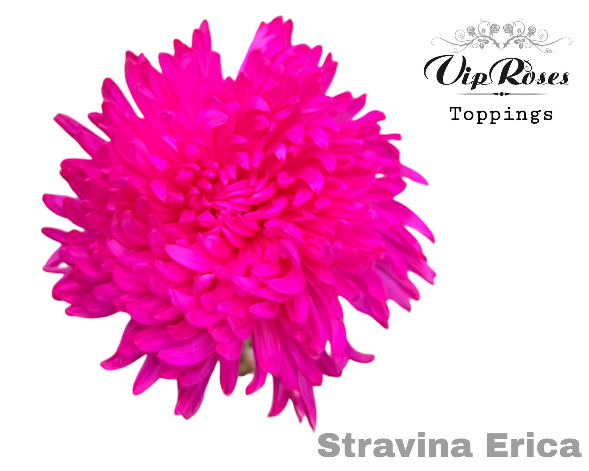 Срезанные цветы оптом Chrys bl paint stravina erica от 20шт из Голландии с доставкой по России