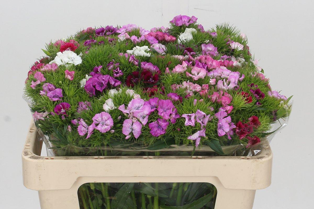 Срезанные цветы оптом Dianthus br rainbow от 100шт. из Голландии с доставкой по России