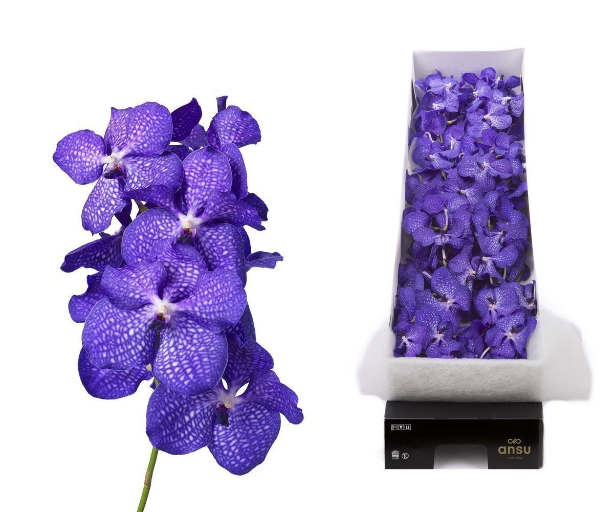 Срезанные цветы оптом Vanda blue magic per stem от 4шт. из Голландии с доставкой по России