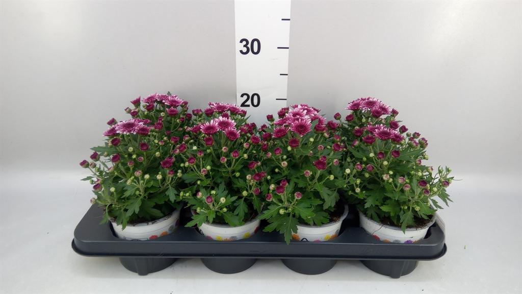 Горшечные цветы и растения оптом Chrysanthemum podium Pink Bicolo от 8шт из Голландии с доставкой по России