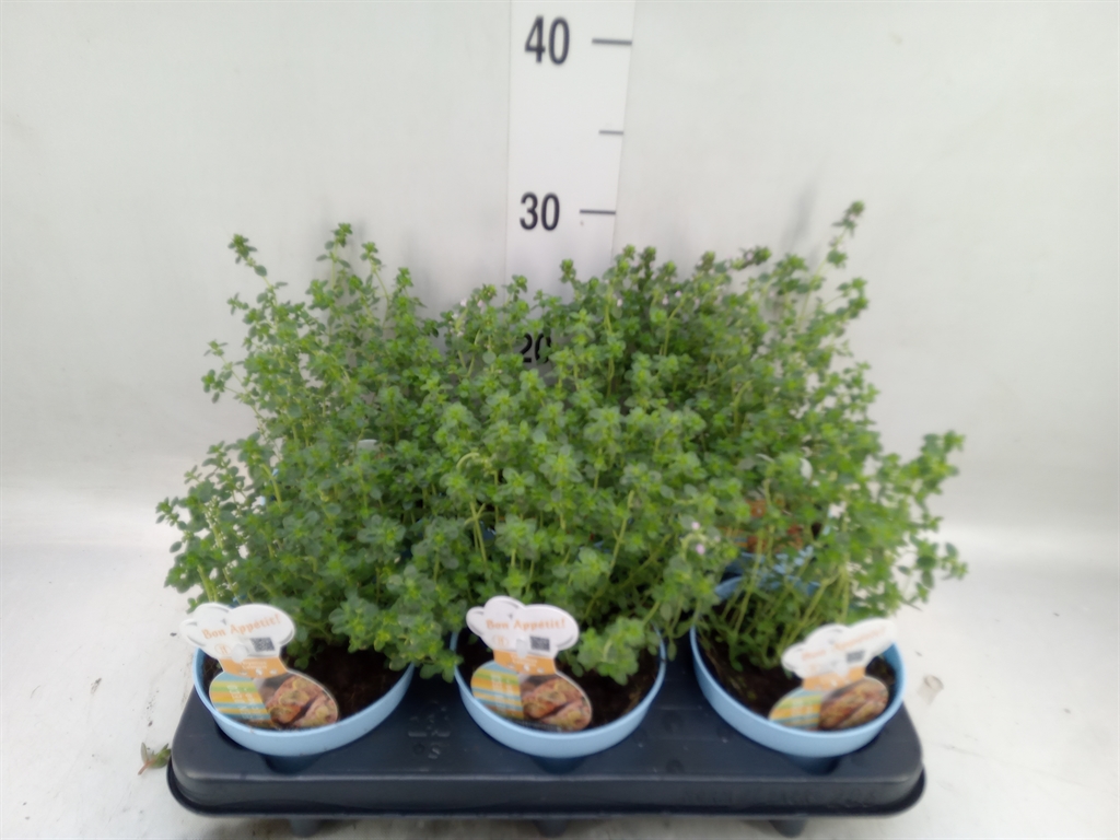 Горшечные цветы и растения оптом Thymus Citriodorus от 6шт из Голландии с доставкой по России