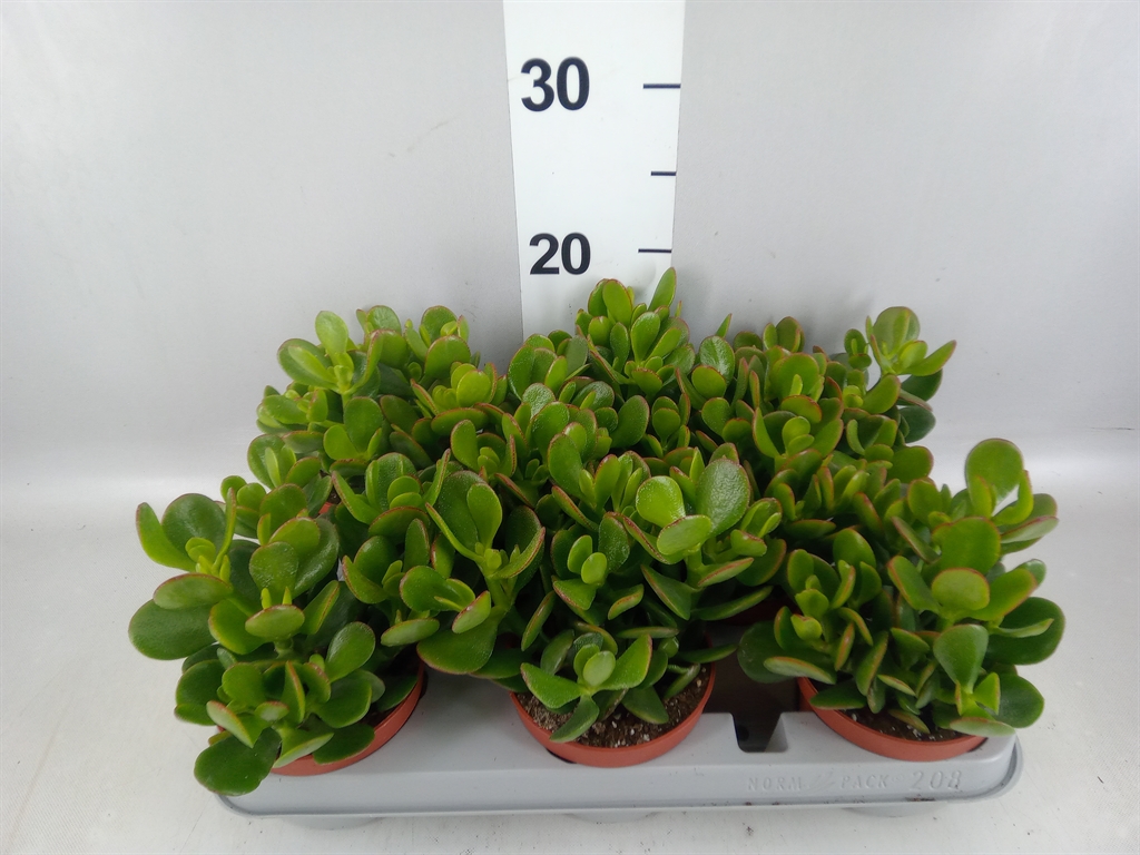 Горшечные цветы и растения оптом Crassula Ovata от 8шт из Голландии с доставкой по России