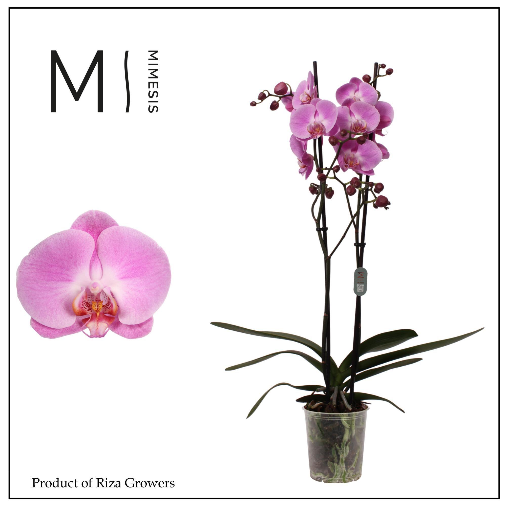 Горшечные цветы и растения оптом Phalaenopsis Infinite Dreams 2 Spike - 12cm | Mime от 10шт из Голландии с доставкой по России