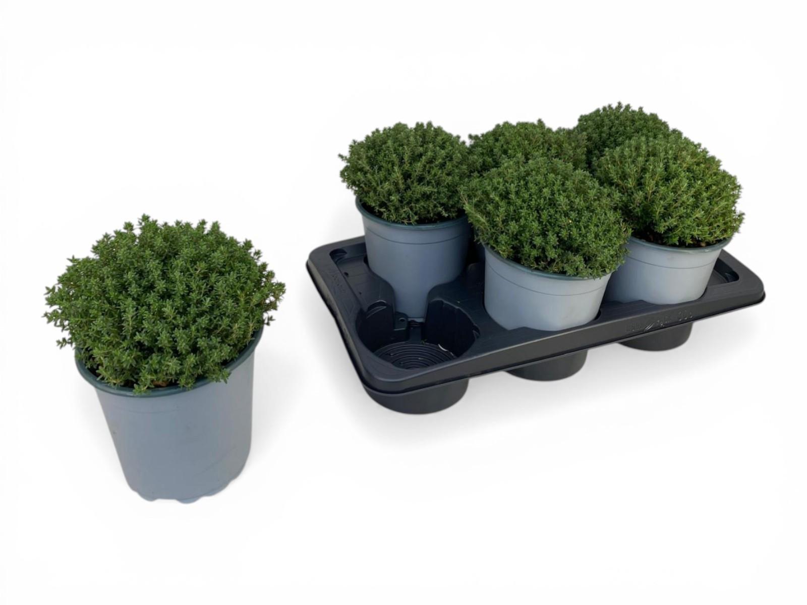 Горшечные цветы и растения оптом Thymus Faustini Bush от 1шт из Голландии с доставкой по России