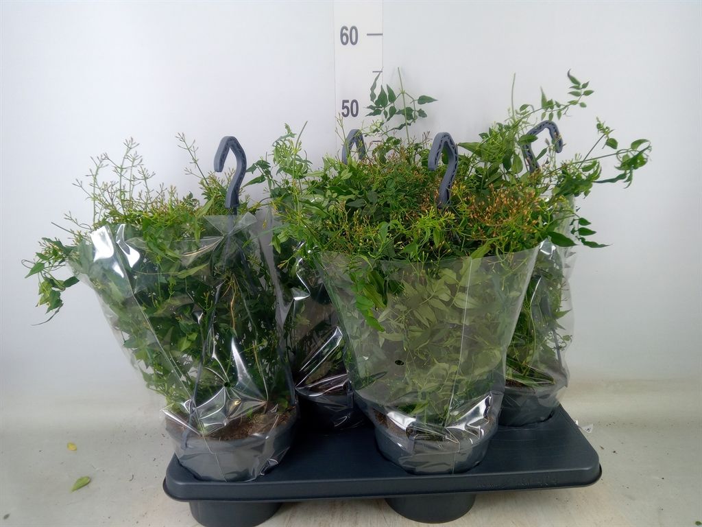 Горшечные цветы и растения оптом Jasminum Polyanthum от 4шт из Голландии с доставкой по России