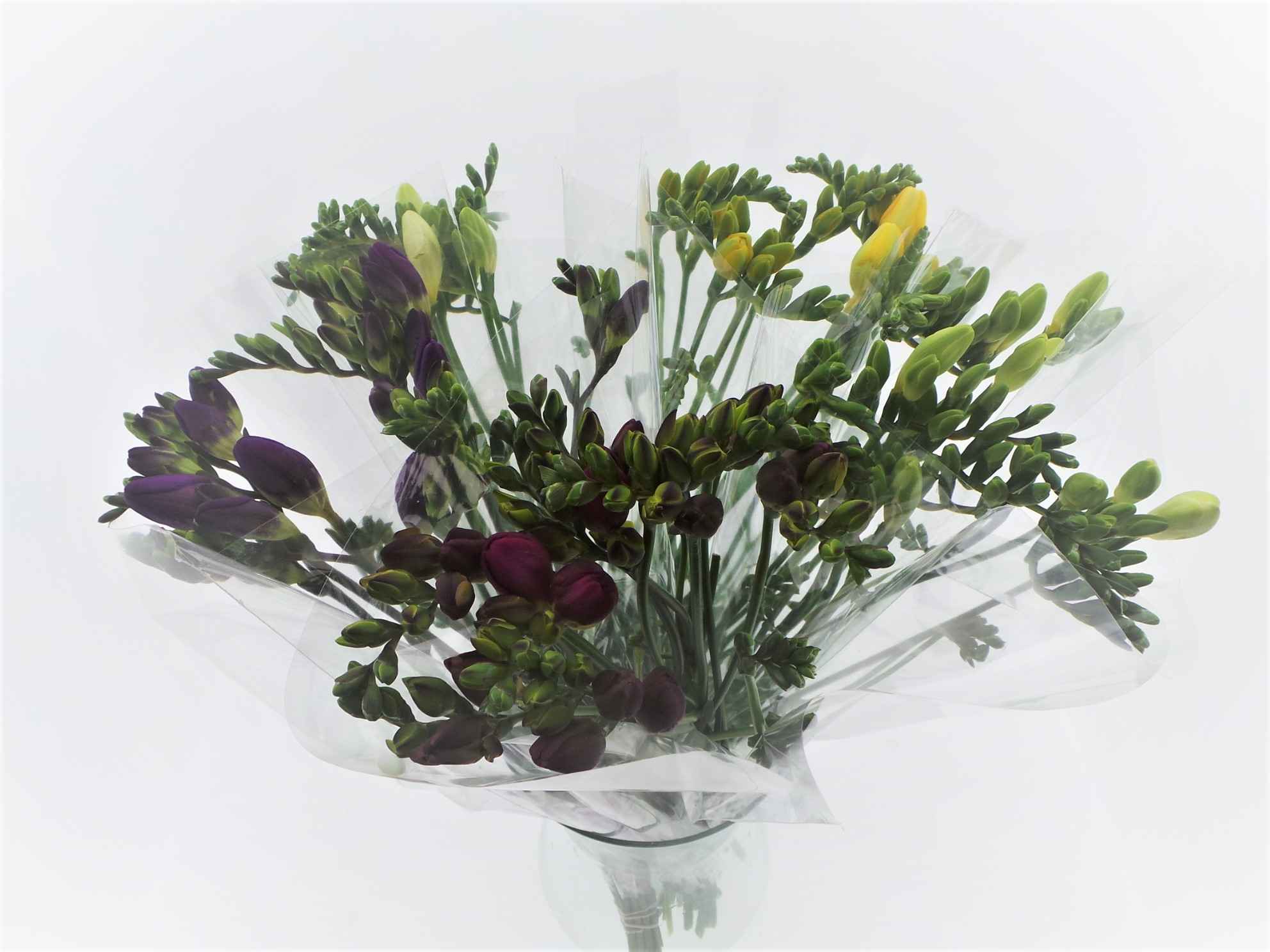 Срезанные цветы оптом Bouquet mono freesia x10 mix 50cm от 10шт из Голландии с доставкой по России