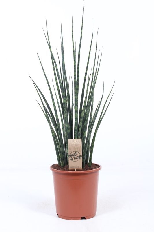 Горшечные цветы и растения оптом Sansevieria Fernwood Mikado от 1шт из Голландии с доставкой по России