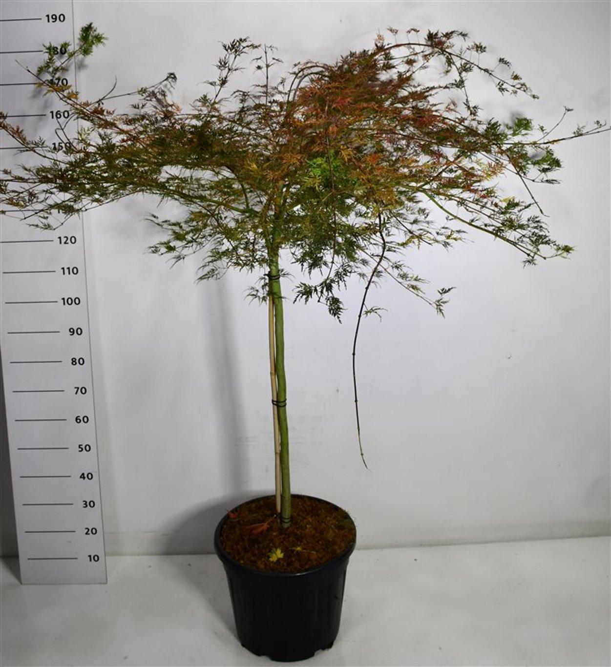 Горшечные цветы и растения оптом Acer Palm Emerald Lace On Stem от 1шт из Голландии с доставкой по России