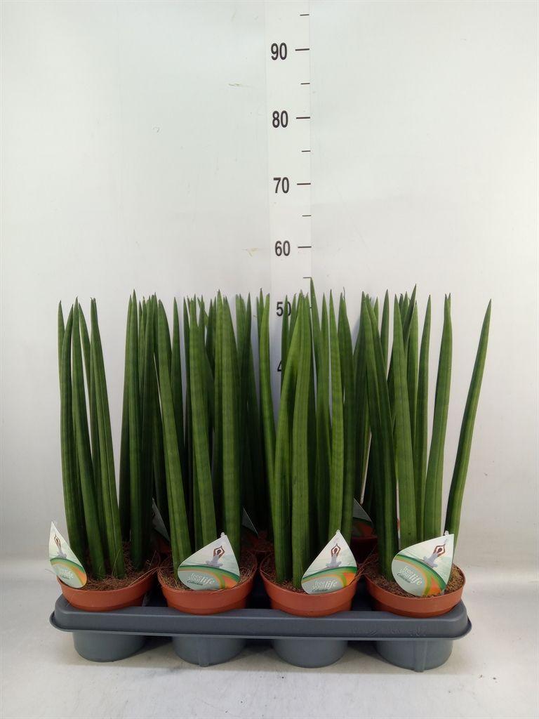 Горшечные цветы и растения оптом Sansevieria Cyl.  ... от 7шт' из Голландии с доставкой по России