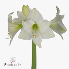 Срезанные цветы оптом Hippeastrum mini costa blanca от 20шт из Голландии с доставкой по России