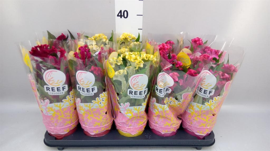 Горшечные цветы и растения оптом Celosia Arg. Cr hot Topic ..mix от 10шт из Голландии с доставкой по России
