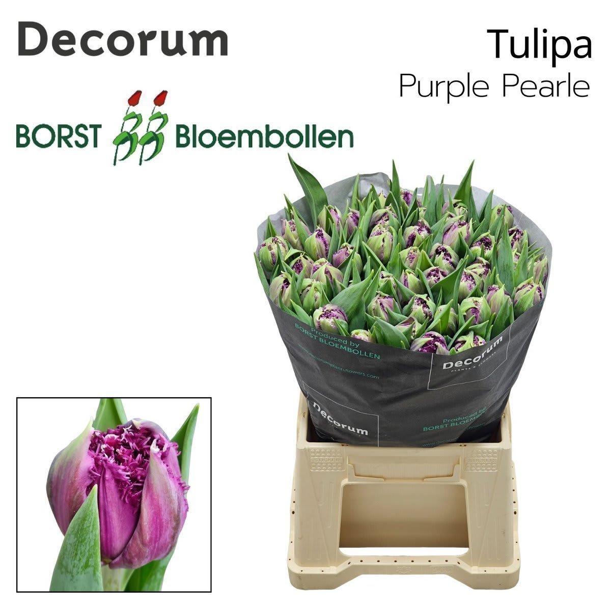 Срезанные цветы оптом Tulipa do purple pearl от 50шт из Голландии с доставкой по России