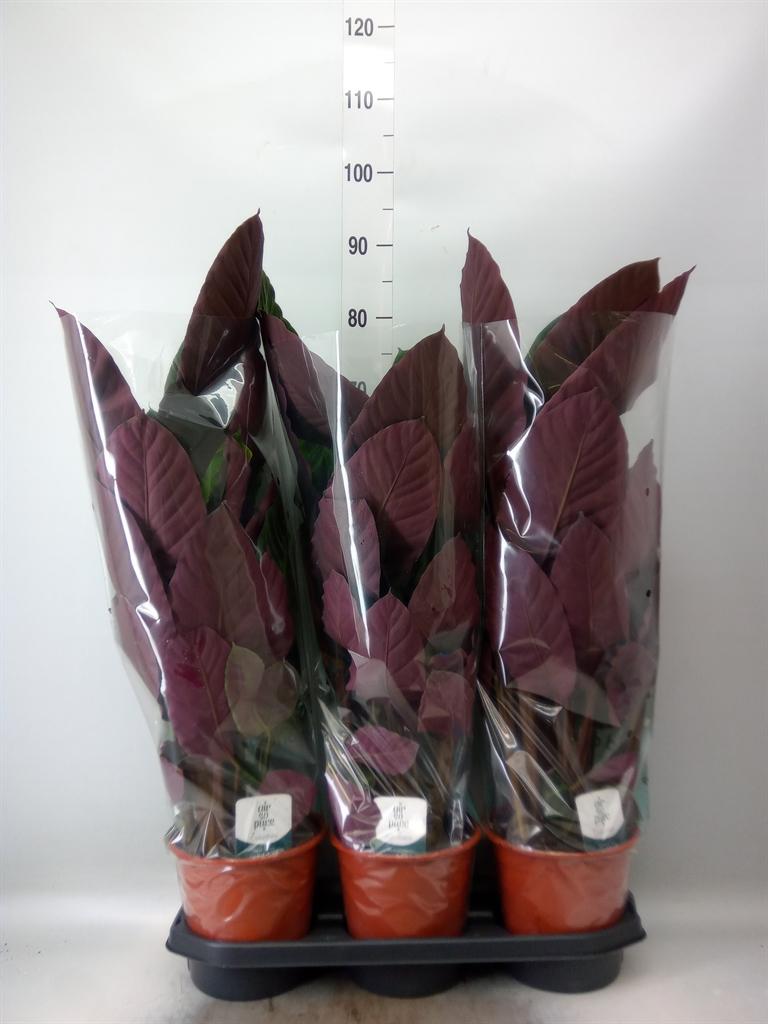 Горшечные цветы и растения оптом Calathea Warscewiczii от 3шт из Голландии с доставкой по России