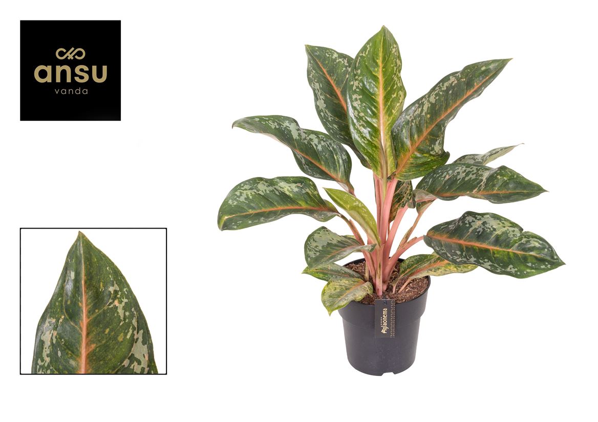Горшечные цветы и растения оптом Aglaonema Pumpkin Green от 3шт из Голландии с доставкой по России