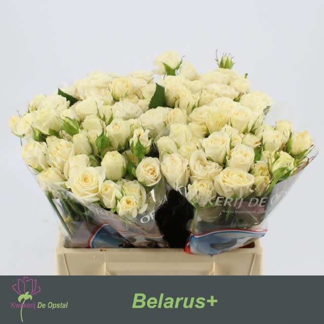 Срезанные цветы оптом Rosa spray belarus от 40шт из Голландии с доставкой по России