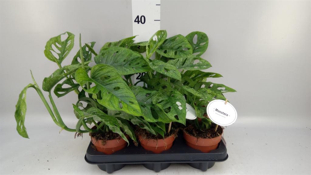 Горшечные цветы и растения оптом Monstera Obliqua leichtlinii от 6шт из Голландии с доставкой по России