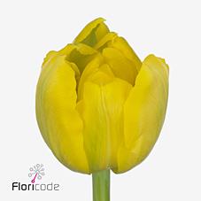 Срезанные цветы оптом Tulipa do double trouble от 50шт из Голландии с доставкой по России