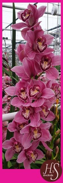 Срезанные цветы оптом Cymbidium pink australian от 10шт из Голландии с доставкой по России