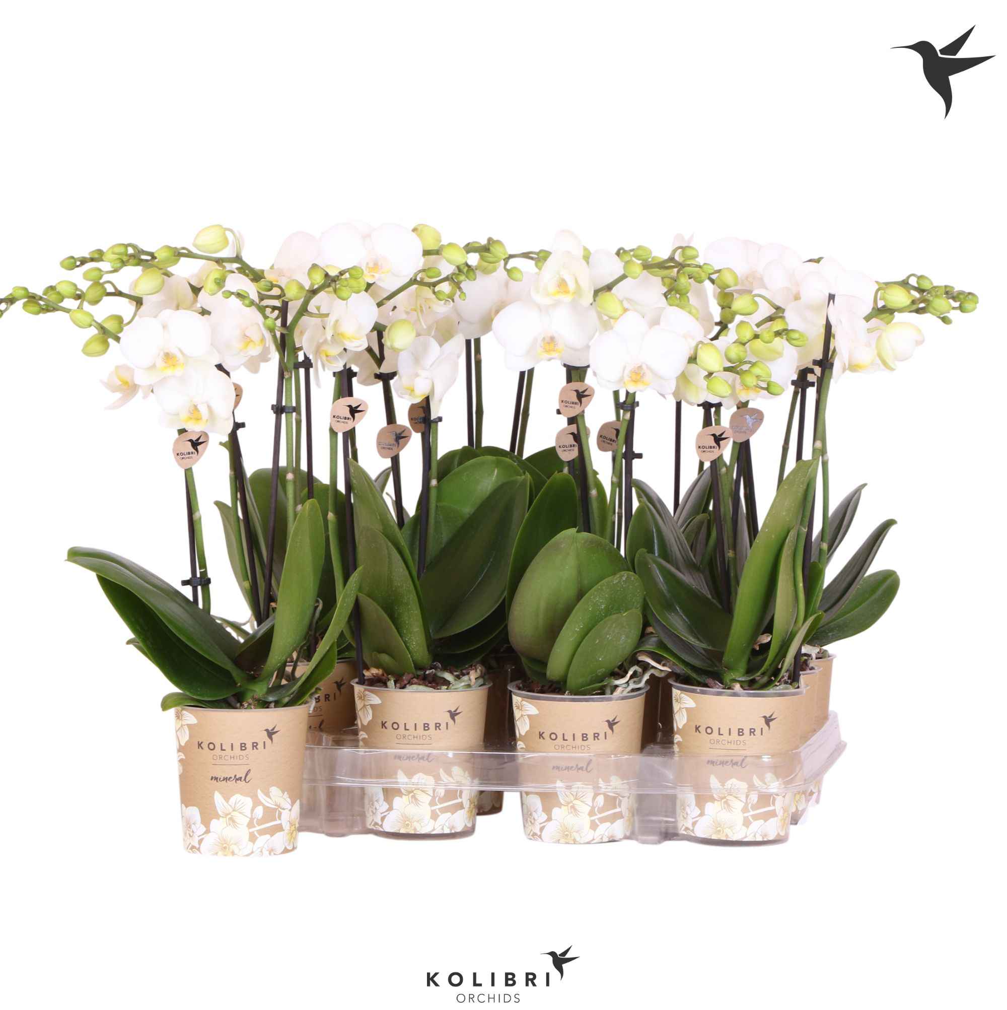 Горшечные цветы и растения оптом Phalaenopsis Mf. White от 12шт из Голландии с доставкой по России